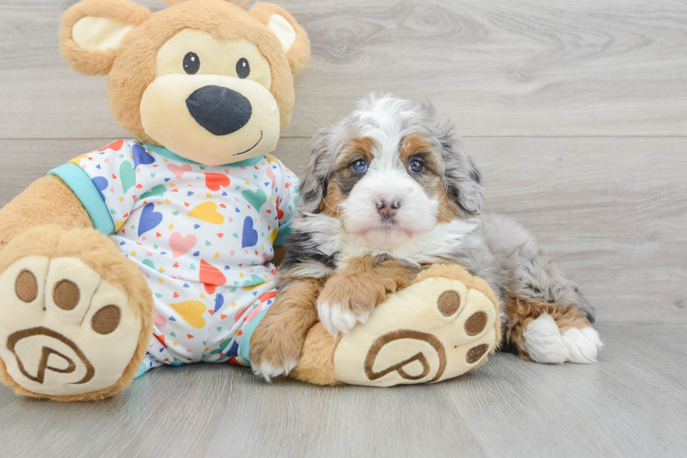 Best Mini Bernedoodle Baby