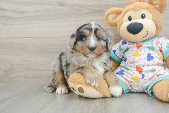 Adorable Mini Berniedoodle Poodle Mix Puppy
