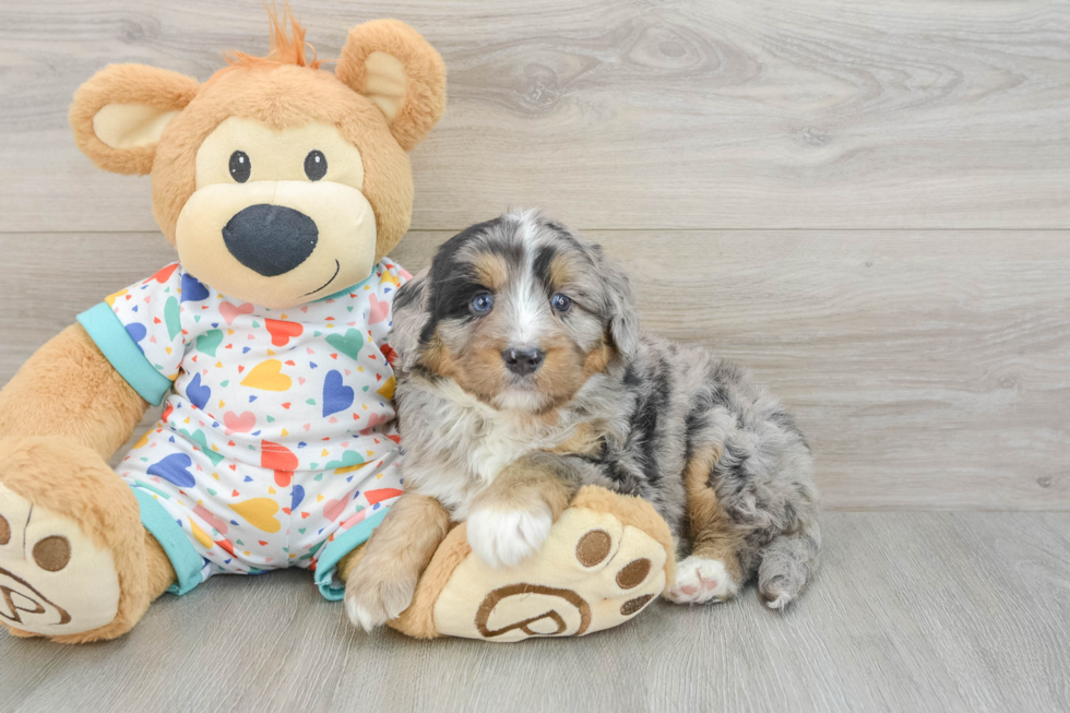 Small Mini Bernedoodle Baby