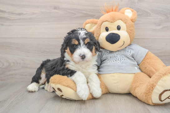 Cute Mini Bernedoodle Baby