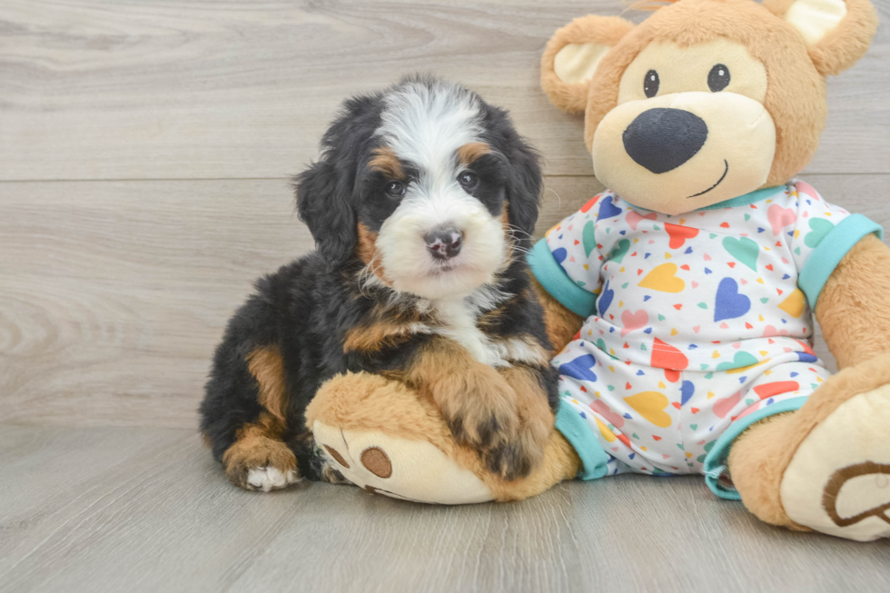 Playful Mini Bernesedoodle Poodle Mix Puppy