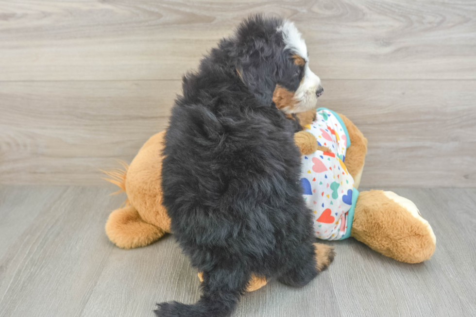 Mini Bernedoodle Puppy for Adoption