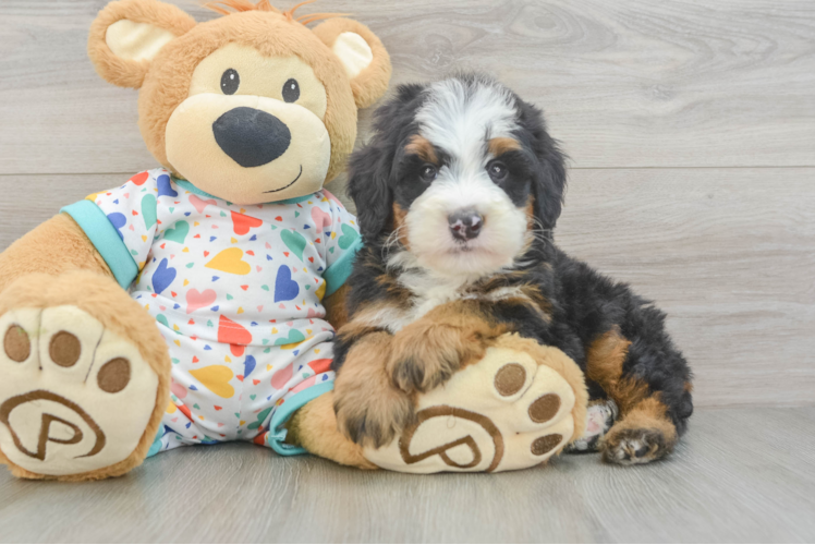 Mini Bernedoodle Puppy for Adoption