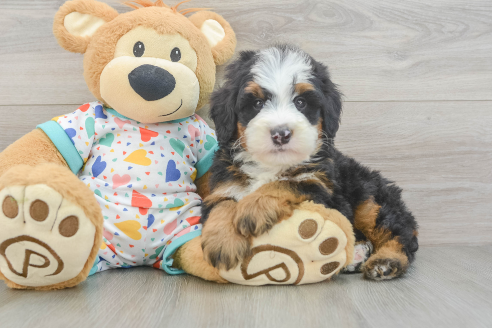 Mini Bernedoodle Puppy for Adoption