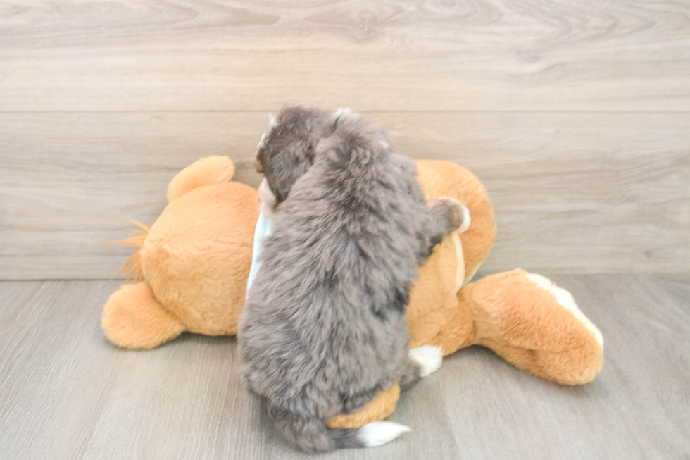 Adorable Mini Bernesepoo Poodle Mix Puppy
