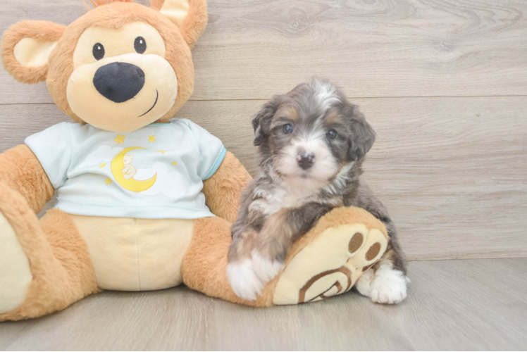 Petite Mini Bernedoodle Poodle Mix Pup