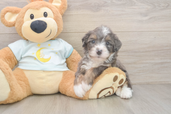 Petite Mini Bernedoodle Poodle Mix Pup