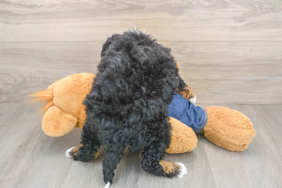 Petite Mini Bernedoodle Poodle Mix Pup