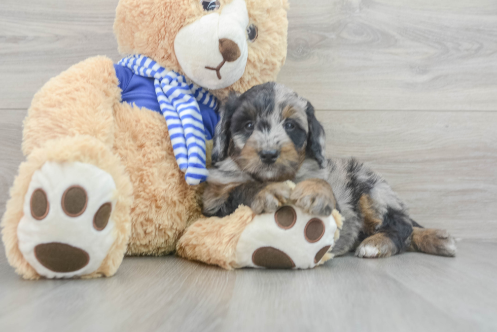 Best Mini Bernedoodle Baby