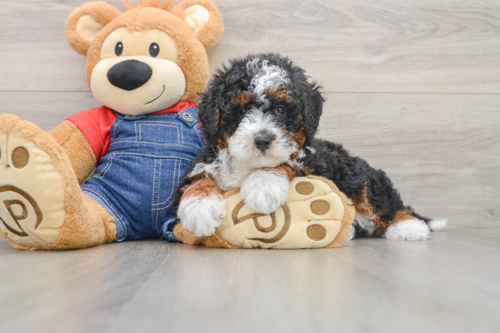 Mini Bernedoodle Puppy for Adoption