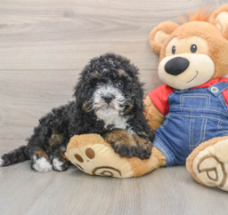9 week old Mini Bernedoodle Puppy For Sale - Premier Pups