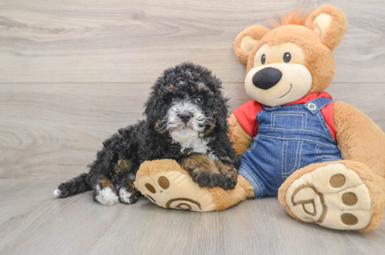 Mini Bernedoodle Pup Being Cute