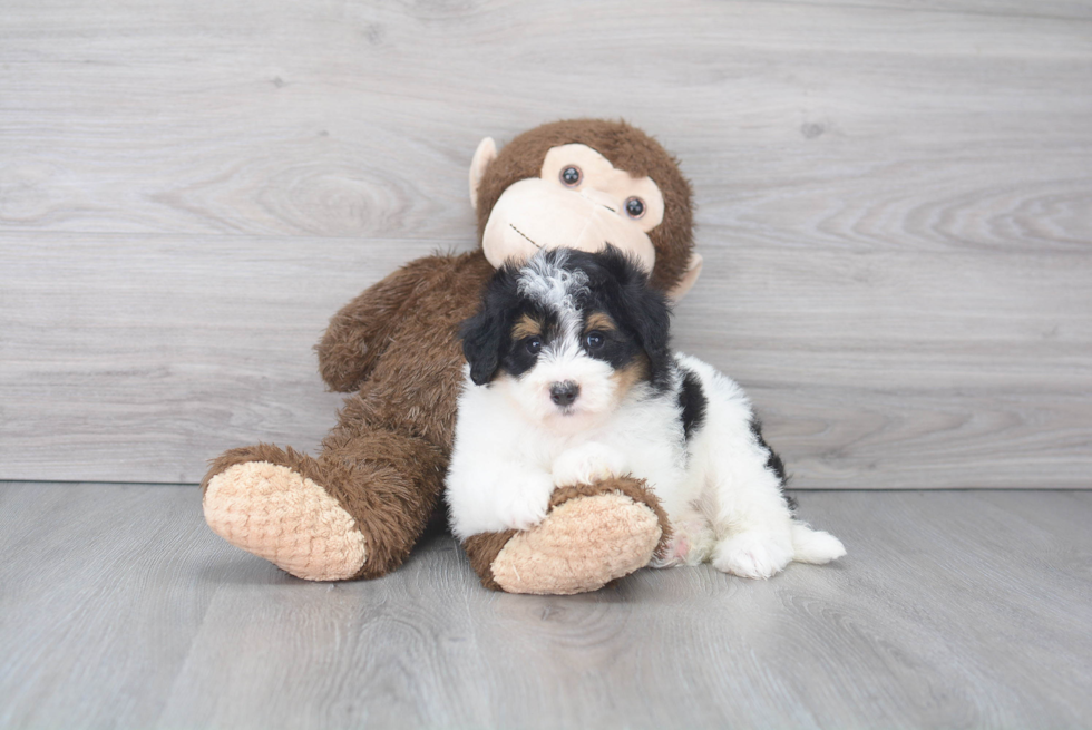 Sweet Mini Bernedoodle Baby
