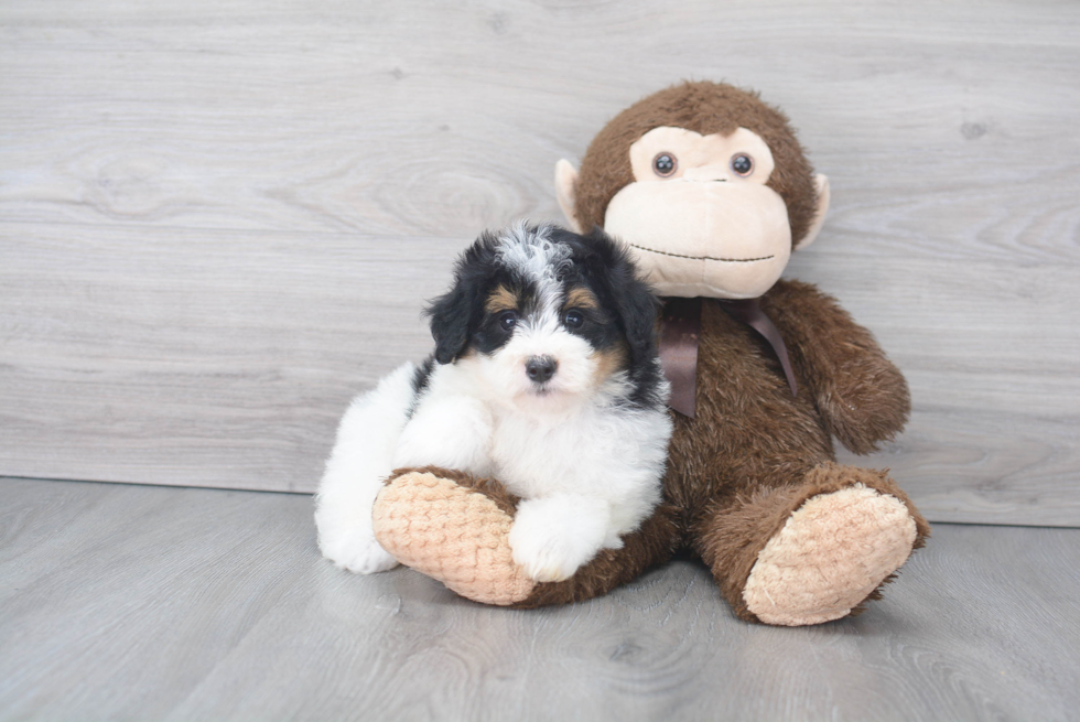 Playful Mini Berniedoodle Poodle Mix Puppy
