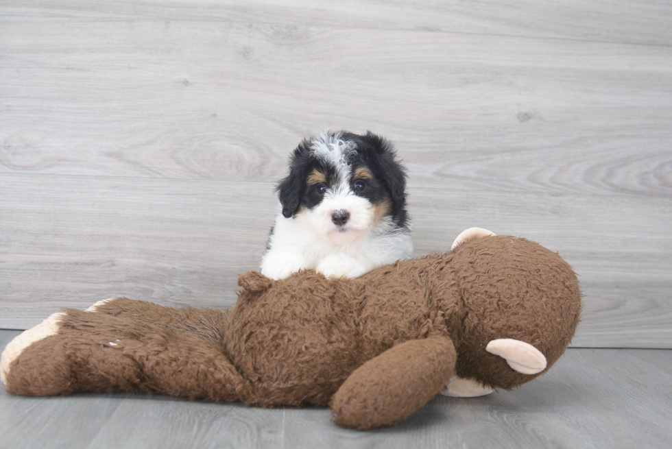 Best Mini Bernedoodle Baby