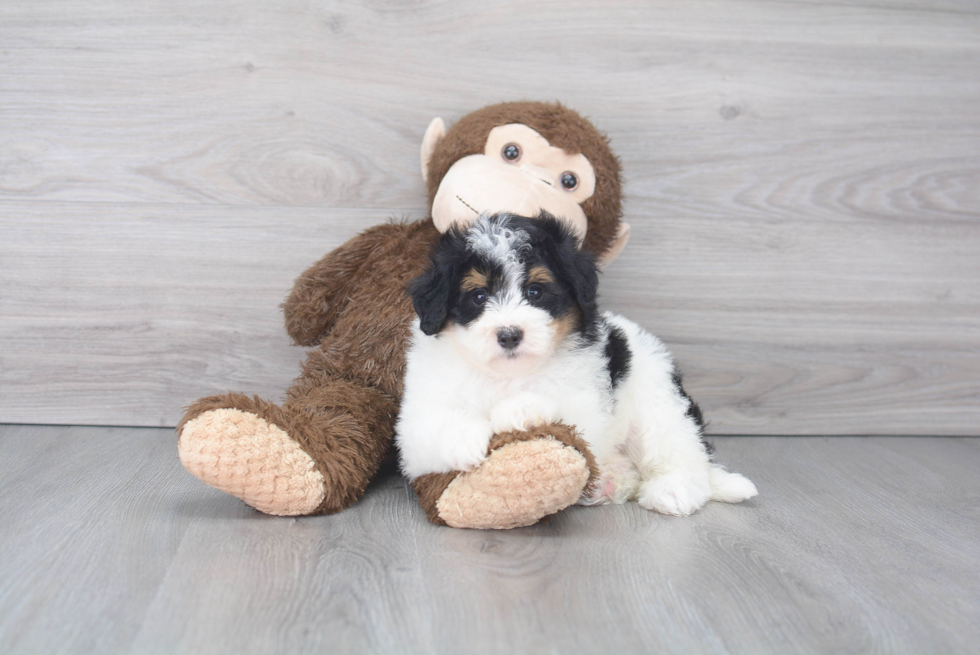 Best Mini Bernedoodle Baby