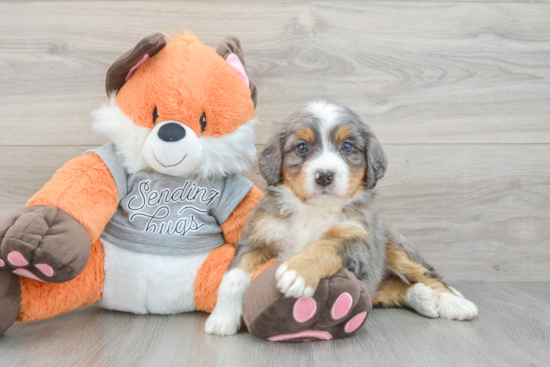Happy Mini Bernedoodle Baby