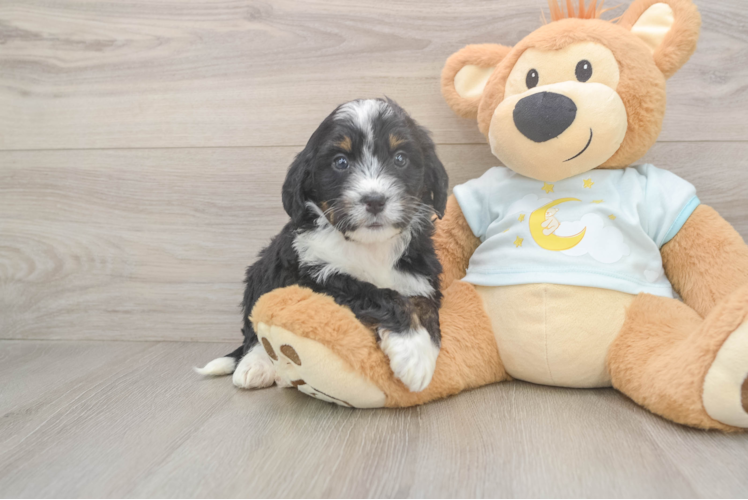 Smart Mini Bernedoodle Poodle Mix Pup