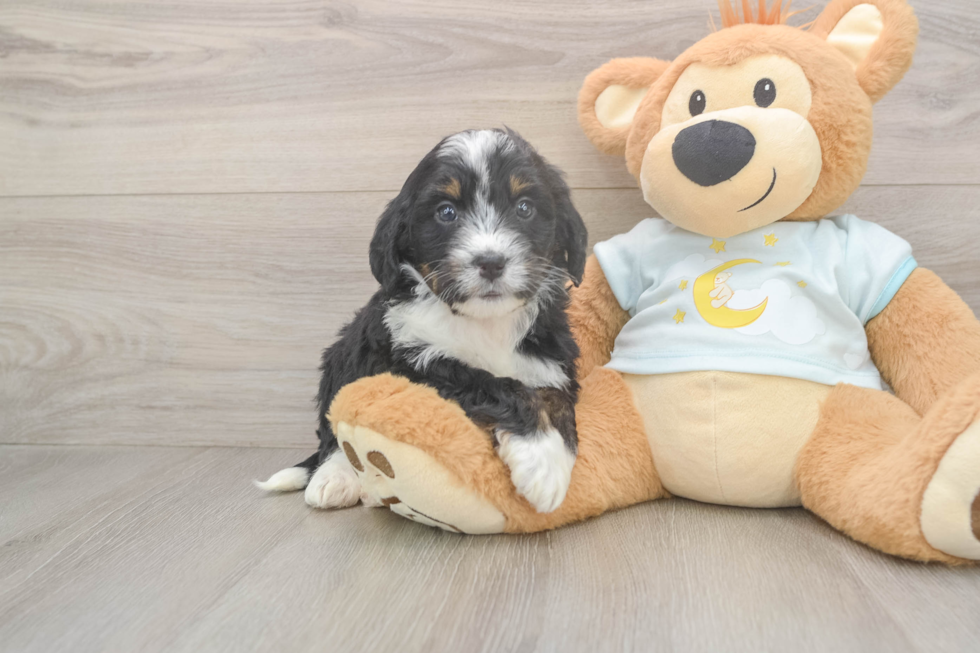 Smart Mini Bernedoodle Poodle Mix Pup