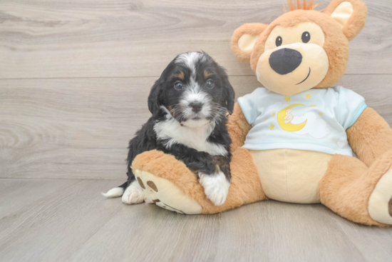 Smart Mini Bernedoodle Poodle Mix Pup