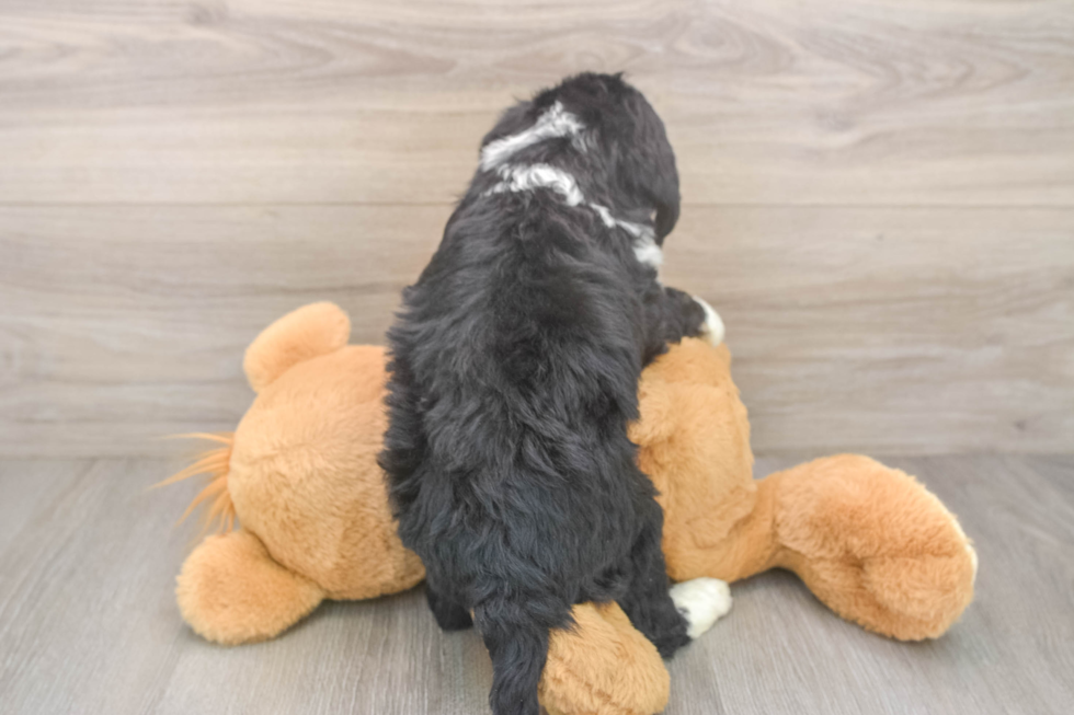 Mini Bernedoodle Pup Being Cute