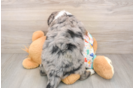 Mini Bernedoodle Puppy for Adoption