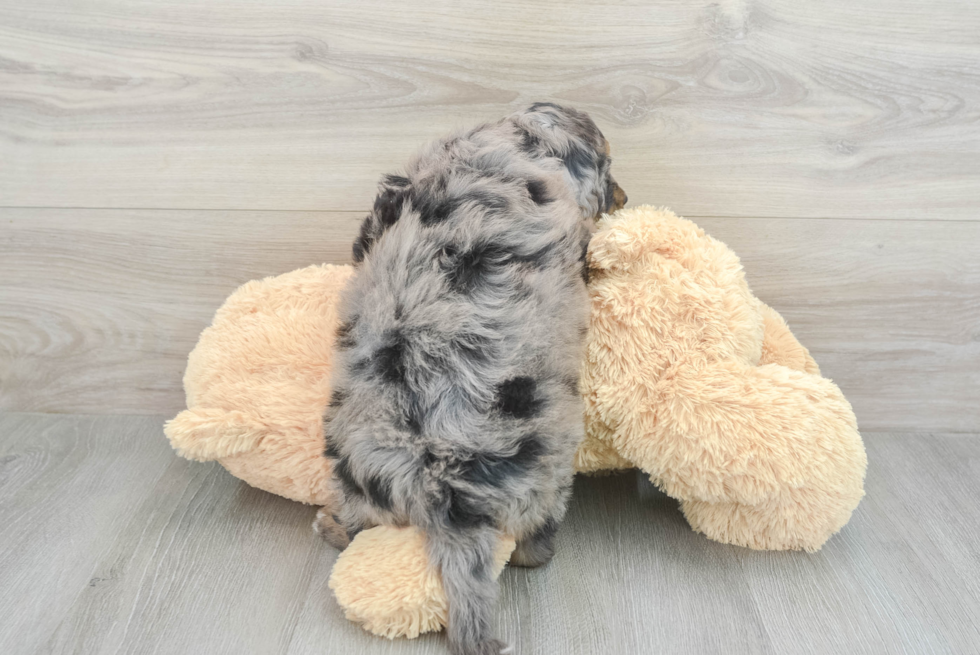 Petite Mini Bernedoodle Poodle Mix Pup
