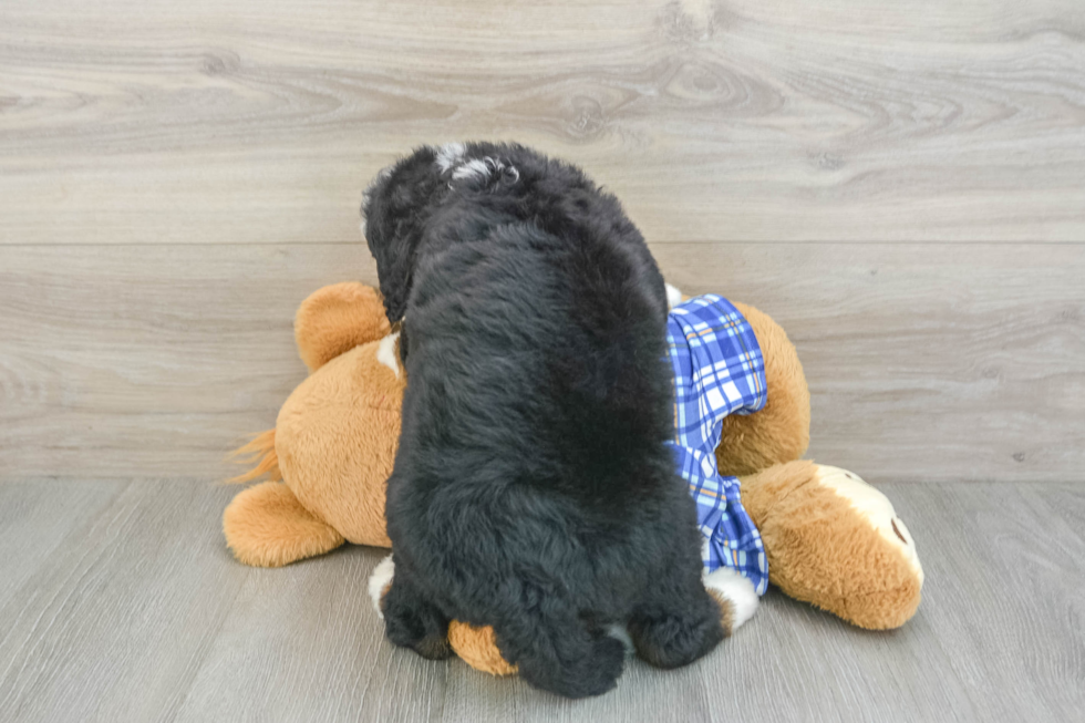 Hypoallergenic Mini Bernesepoo Poodle Mix Puppy