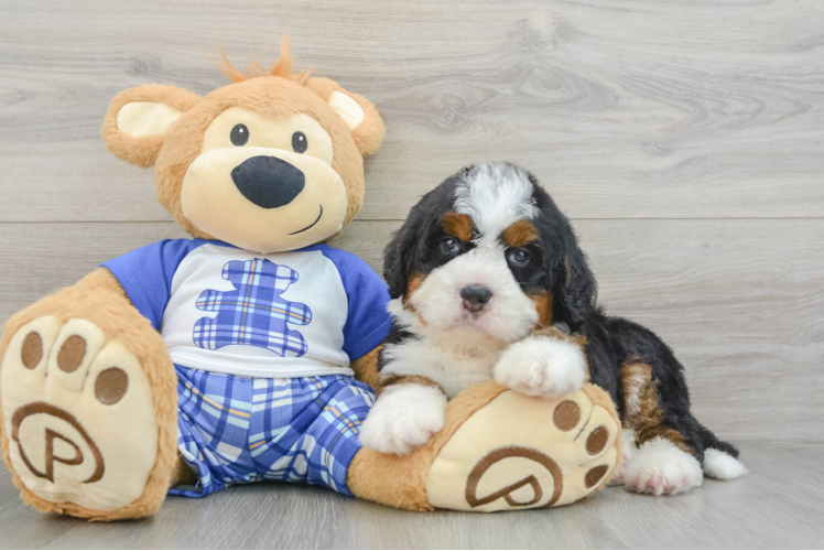 Best Mini Bernedoodle Baby