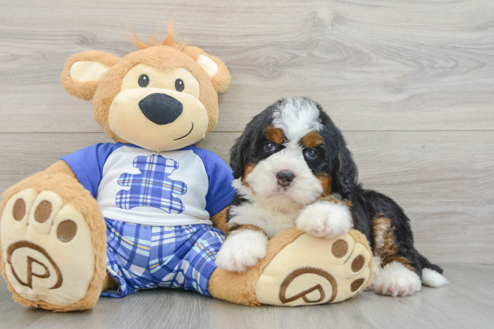 Best Mini Bernedoodle Baby