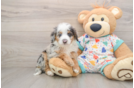 Mini Bernedoodle Pup Being Cute