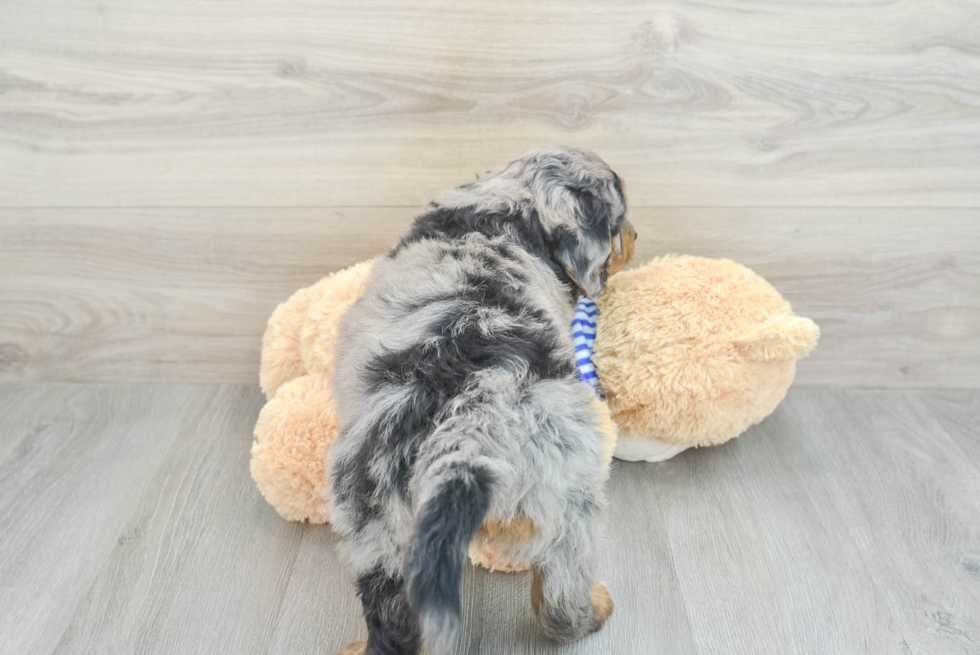 Small Mini Bernedoodle Baby