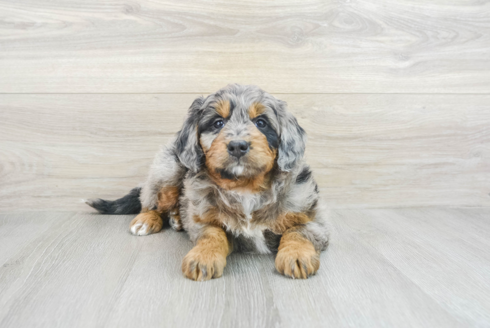 Sweet Mini Bernedoodle Baby