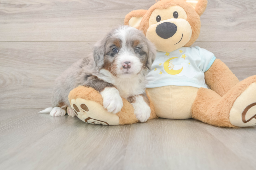 Sweet Mini Bernedoodle Baby