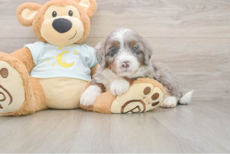 Mini Bernedoodle Pup Being Cute