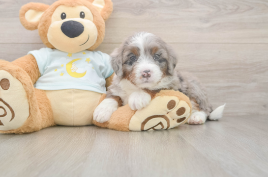Mini Bernedoodle Pup Being Cute