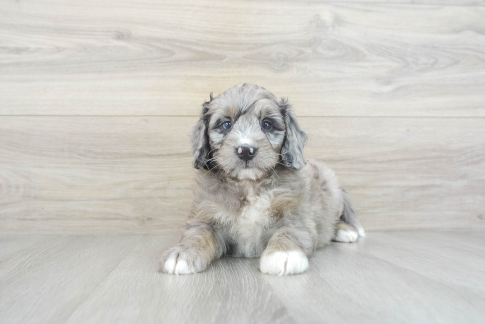 Fluffy Mini Bernedoodle Poodle Mix Pup