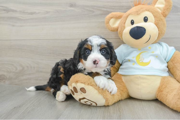 Best Mini Bernedoodle Baby