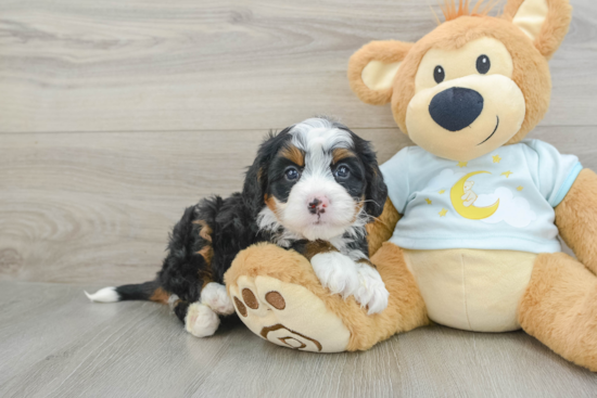 Best Mini Bernedoodle Baby