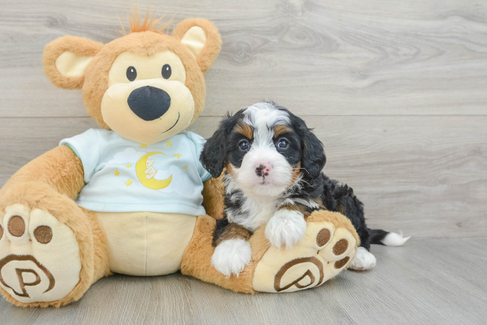 Mini Bernedoodle Pup Being Cute