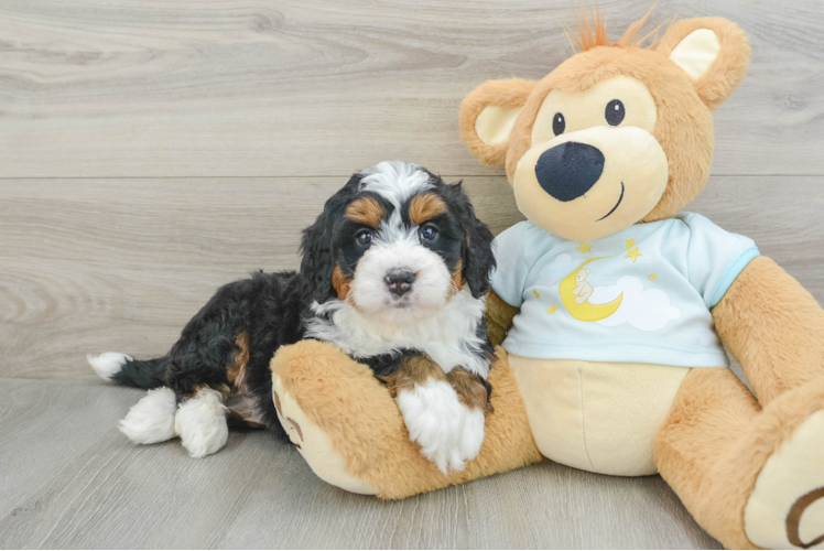 Mini Bernedoodle Pup Being Cute