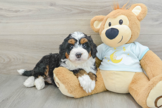 Mini Bernedoodle Pup Being Cute