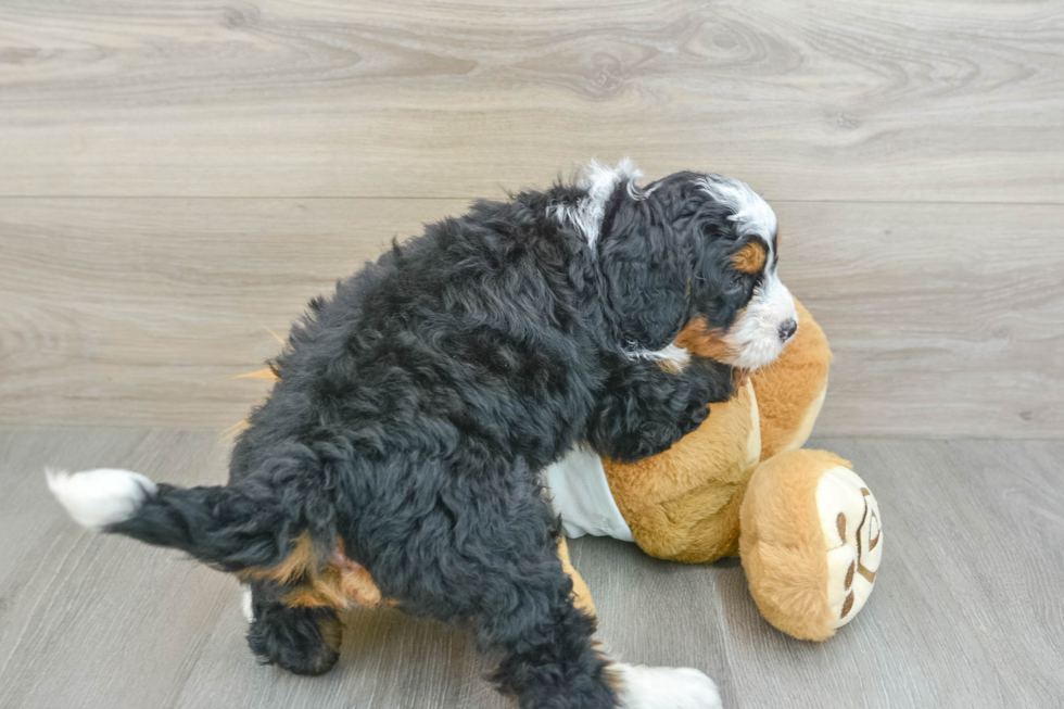 Mini Bernedoodle Puppy for Adoption