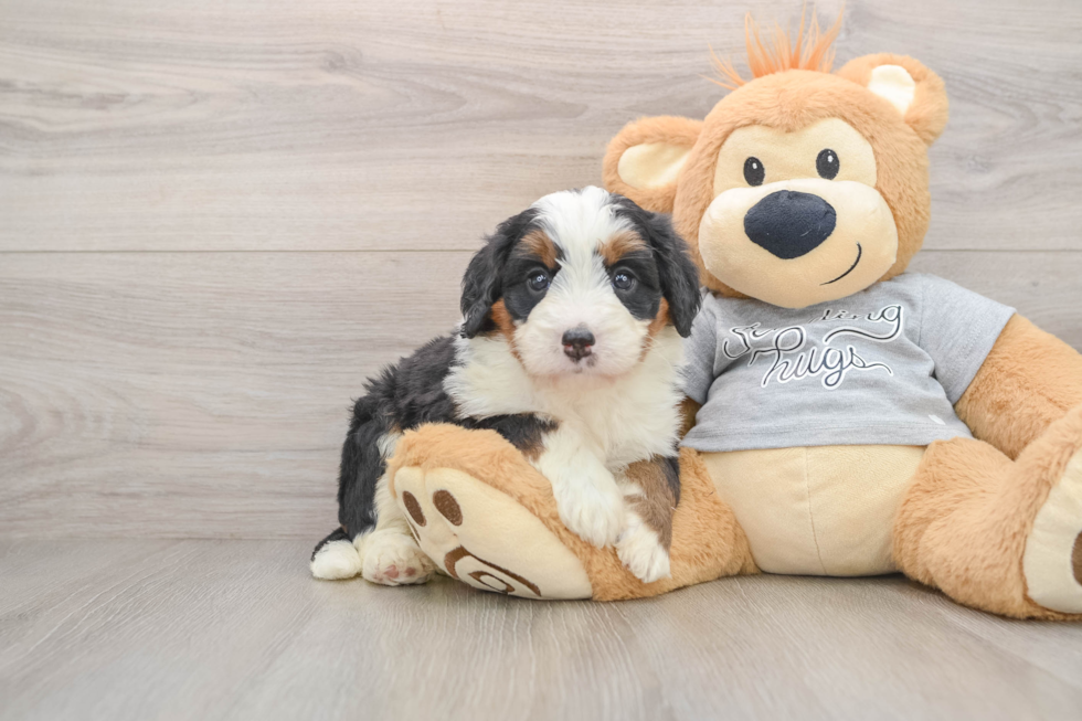 Popular Mini Bernedoodle Poodle Mix Pup