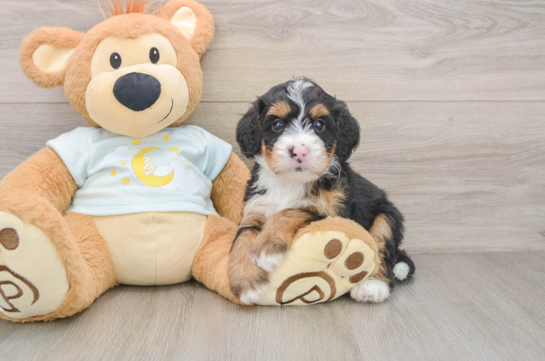 GAZA, a Mini Bernedoodle littermate