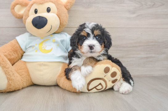 GEORGIE, a Mini Bernedoodle littermate