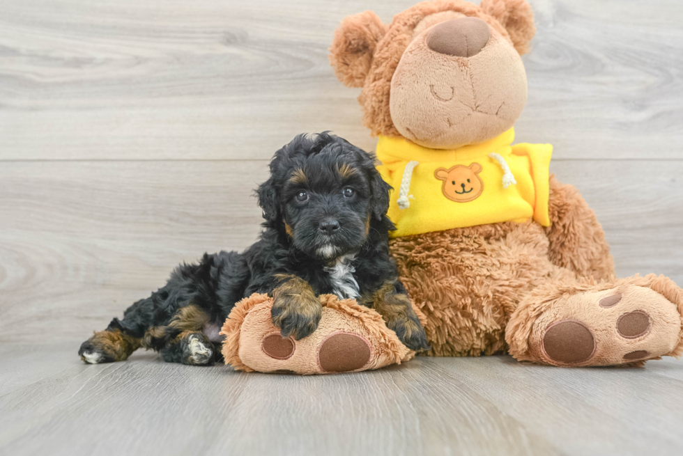 Best Mini Bernedoodle Baby