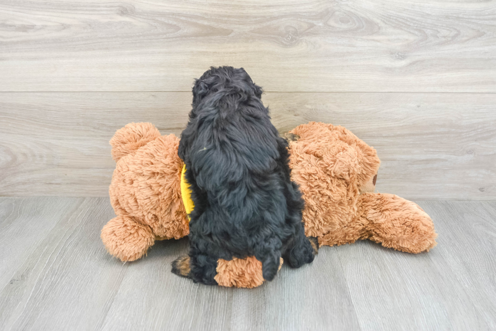 Happy Mini Bernedoodle Baby