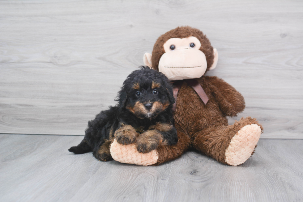 Mini Bernedoodle Pup Being Cute