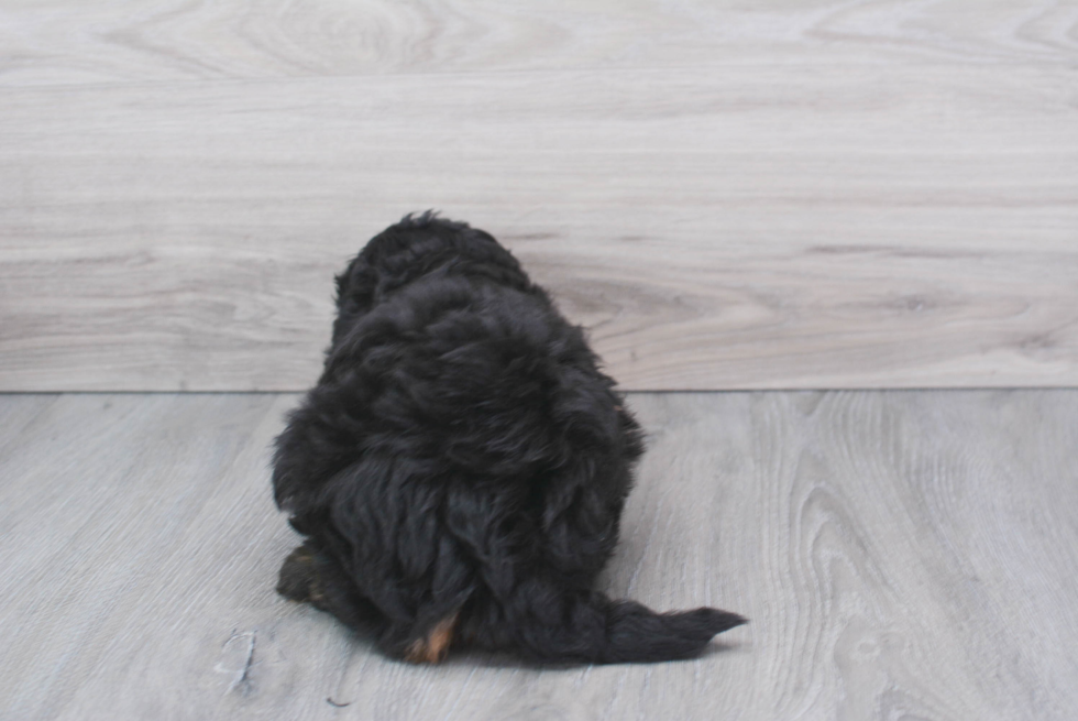 Playful Mini Berniedoodle Poodle Mix Puppy